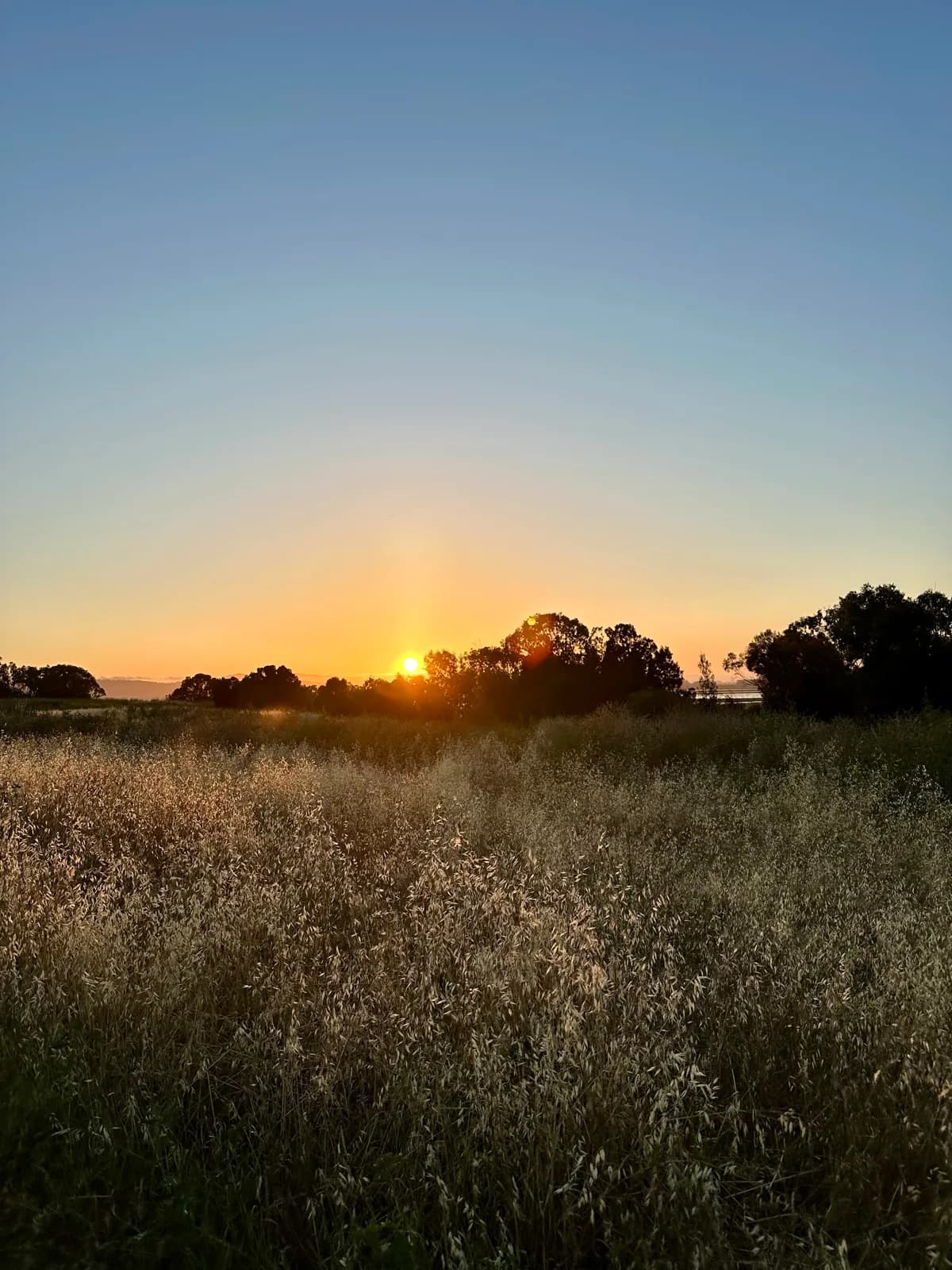 Sun setting behind a treeline beyond a field of tall golden grass