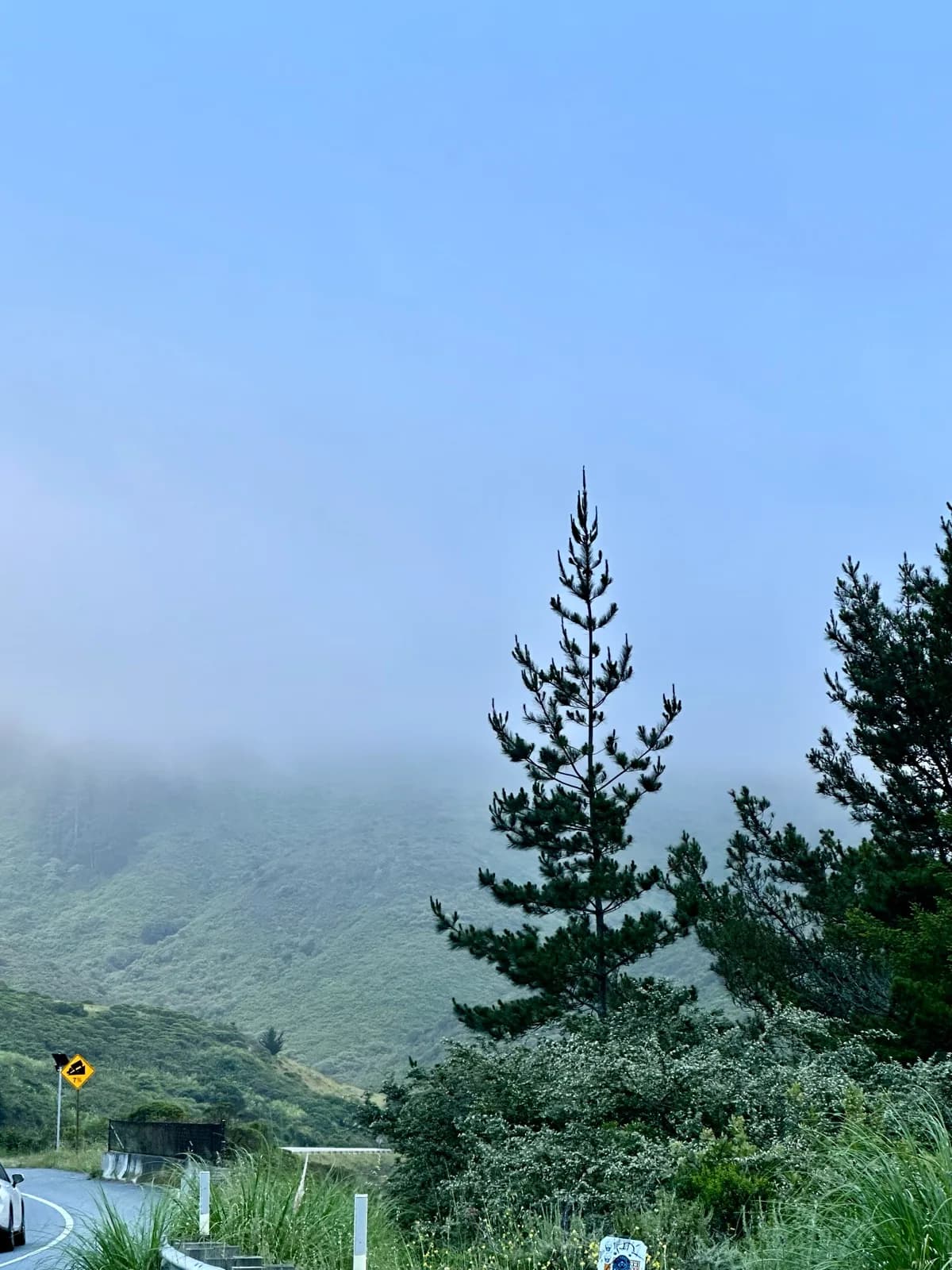 Lone pine standing against fog-covered green hills